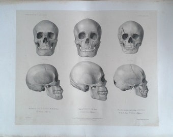 Mid 19th century lithograph study of skulls