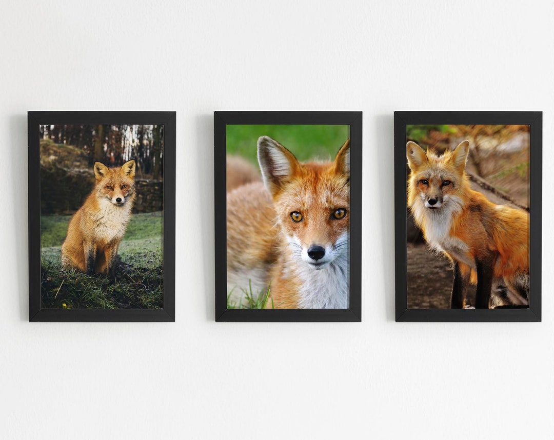 Fox Foxes Animal Printable Art Set of 3, Instant Download, Printable ...