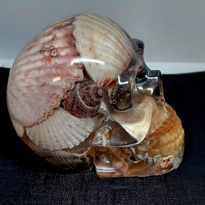May include: A clear resin skull filled with various seashells, including a large pink shell and a brown spiral shell.