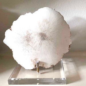 May include: White agate slice on a clear acrylic stand. The agate has a natural, organic shape and a white and gray color pattern.