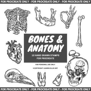 Może przedstawiać: Czarno-białe ilustracje anatomii człowieka, w tym klatka piersiowa, szczęka, gest dłoni, kość udowa, serce, czaszka, zęby i czaszka z grzybami. Tekst brzmi "BONES & ANATOMY" i "10 HAND DRAWN STAMPS FOR PROCREATE".