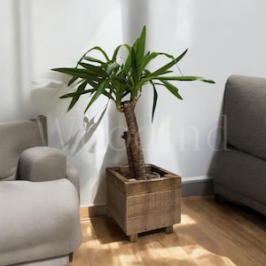 Può includere: Una pianta di yucca in una fioriera quadrata di legno. La fioriera è realizzata in legno invecchiato e poggia su gambe corte. La pianta ha un tronco marrone spesso e lunghe foglie verdi. Lo sfondo include un divano grigio e un muro bianco.