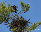 Adult Bald Eagle Comes Back to the Nest to Care for the Young | Fine Art Print, Bald Eagle, Bald Eagle Photography, Eagle Photography