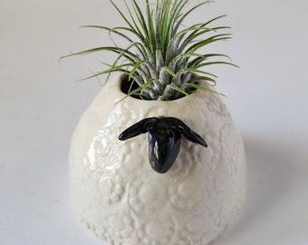 Air Plant Décor, Handmade Ceramic Sculpture