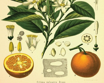 Orange Vintage Print, Old Fruit Decor, Antique Science, Book Illustration, Rare Botanical, Painting Drawing, Aesthetic Poster, Kitchen Art