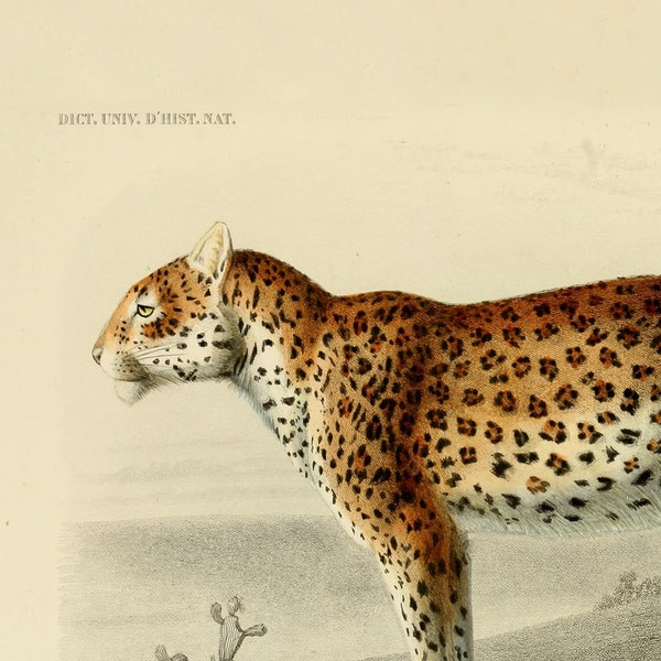 Leopard Vintage, Old Safari Print, Animal Decor, Antique Science, Book Illustration, Rare Painting, Nursery Zoology, Aesthetic Art, Drawing