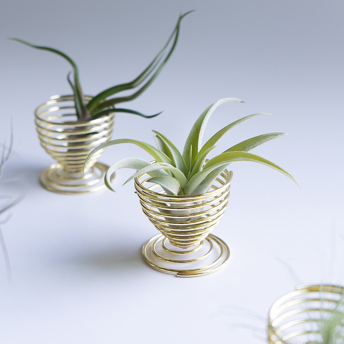 Air Plant Holder Unique Air Plant Containers for Tabletop Etsy