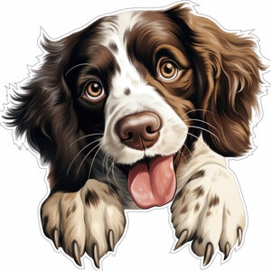 Springer Spaniel Inglese - Cane che fa capolino - Adesivo in vinile - Razza di cane a colori e taglio CAD