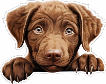 Chesapeake Bay Retriever - Peeking Dog - Sticker vinyle autocollant - Race de chien couleur Cad Cut