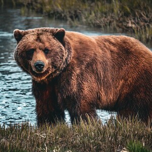 Alaskan Brown Bear | Alaska Wildlife | Grizzly