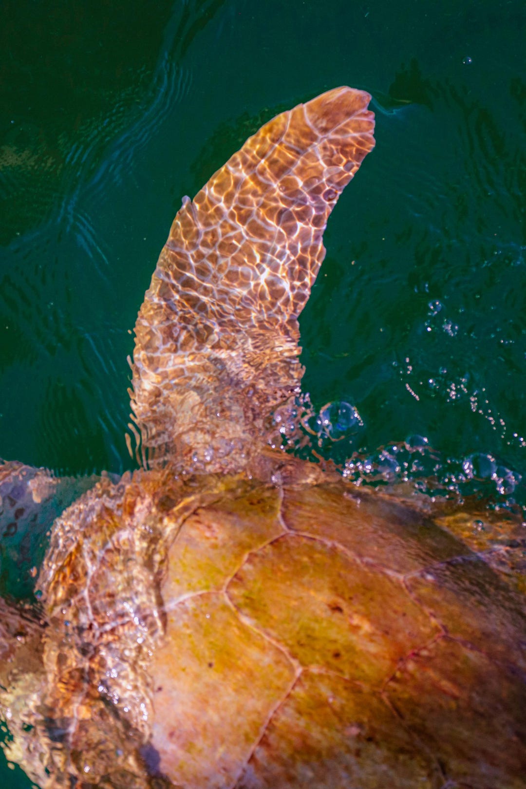 Navarre Beach Florida | Loggerhead Sea Turtle | Fishing Pier - Etsy