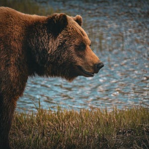 Alaskan Brown Bear | Alaska Wildlife | Grizzly