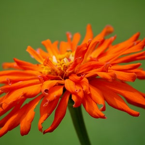 Bright Big Orange Zinnia