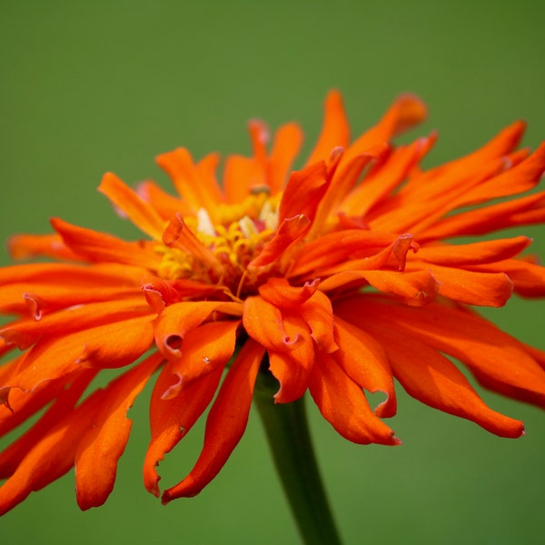 Bright Big Orange Zinnia