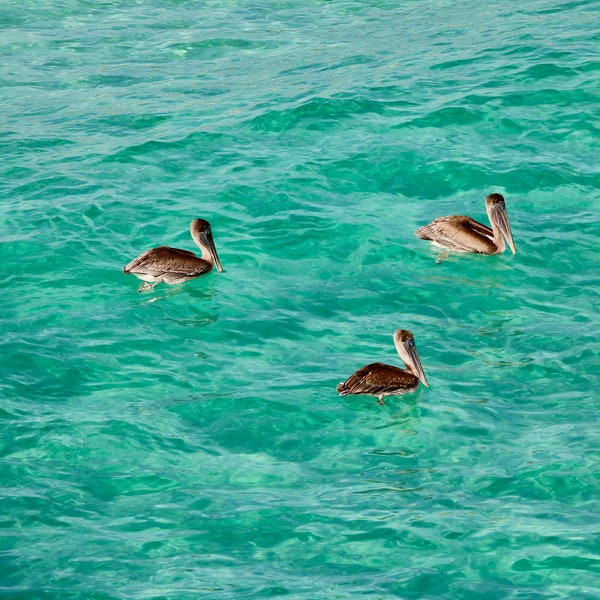 Three Pelicans | Fishing Pier | Navarre Beach Florida