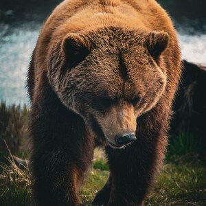 Alaskan Brown Bear | Alaska Wildlife | Grizzly