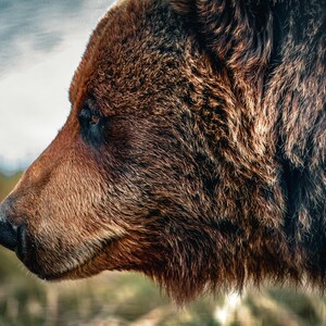 Alaskan Brown Bear | Alaska Wildlife | Grizzly