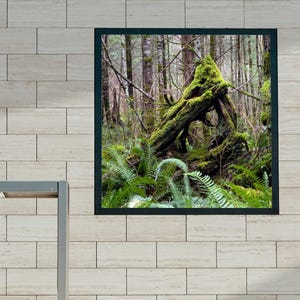 May include: A framed photograph of a forest scene. The image features a moss-covered log in the foreground, surrounded by ferns and trees. The photograph is displayed on a light-colored brick wall.