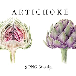 Watercolor artichoke PNG clipart. Watercolor artichoke. Artichoke pattern. Vegetables. Watercolor