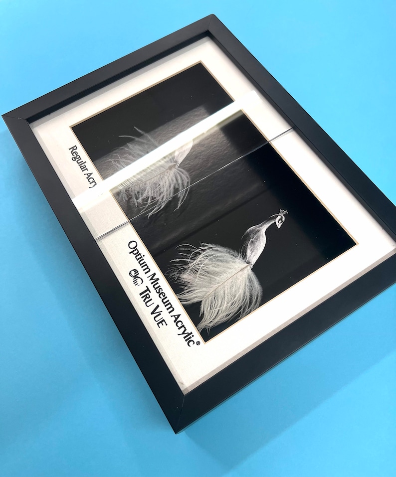 May include: A side-by-side comparison of two framed images of a white peacock. The left image is labeled "Regular Acry" and the right image is labeled "Optimum Museum Acrylic Tru Vue".