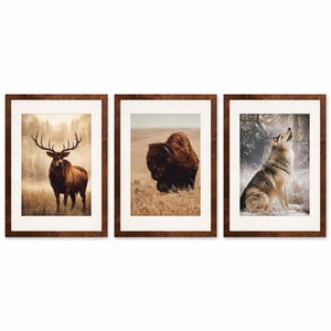 Op de afbeelding: Set van drie ingelijste kunstprints met wilde dieren. De prints tonen een hert, een bizon en een wolf. Elke afbeelding is ingelijst in een donkerbruine houten lijst met een witte passe-partout. Geschikt voor woondecoratie.