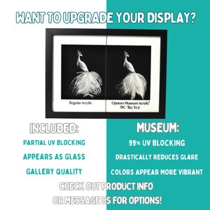 May include: Two framed images of a white peacock feather, side-by-side. The left image is labeled "Regular Acrylic" and the right image is labeled "Optium Museum Acrylic Tru Vue". The text below the images reads "WANT TO UPGRADE YOUR DISPLAY? INCLUDED: PARTIAL UV BLOCKING APPEARS AS GLASS GALLERY QUALITY MUSEUM: 99% UV BLOCKING DRASTICALLY REDUCES GLARE COLORS APPEAR MORE VIBRANT CHECK OUT PRODUCT INFO OR MESSAGE US FOR OPTIONS!"