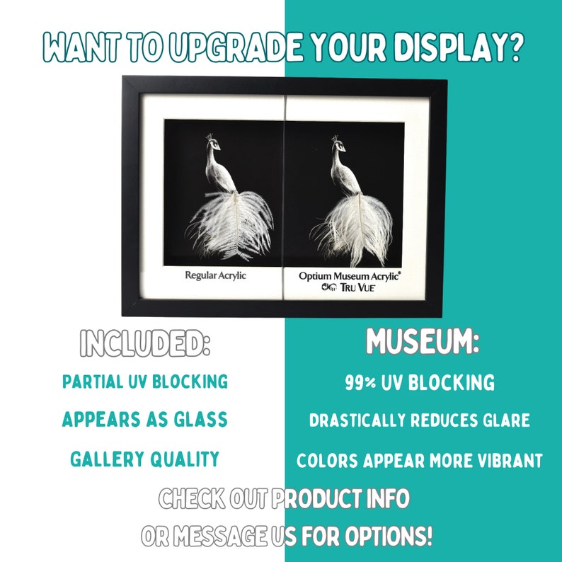 May include: Two framed images of a white peacock feather, side-by-side. The left image is labeled "Regular Acrylic" and the right image is labeled "Optium Museum Acrylic Tru Vue". The text below the images reads "WANT TO UPGRADE YOUR DISPLAY? INCLUDED: PARTIAL UV BLOCKING APPEARS AS GLASS GALLERY QUALITY MUSEUM: 99% UV BLOCKING DRASTICALLY REDUCES GLARE COLORS APPEAR MORE VIBRANT CHECK OUT PRODUCT INFO OR MESSAGE US FOR OPTIONS!"