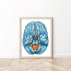 Brain - BioCreativeArts - Art Prints for Doctors, Nurses, and Healthcare Workers