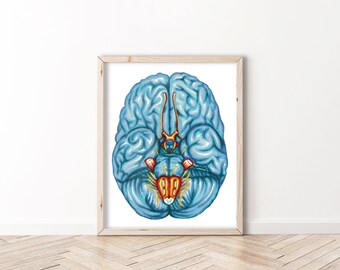 Cerebro - BioCreativeArts - Láminas artísticas para médicos, enfermeras y profesionales sanitarios