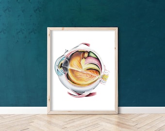 Lámina con dibujo de un ojo - BioCreativeArts - Láminas para oftalmólogos, optometristas, médicos, enfermeros y otros profesionales sanitarios