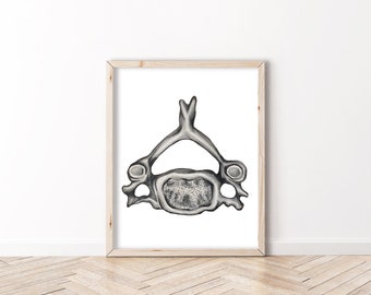 Vértebras cervicales - BioCreativeArts - Láminas artísticas para fisioterapeutas, entrenadores, quiroprácticos, atletas y profesionales de la salud