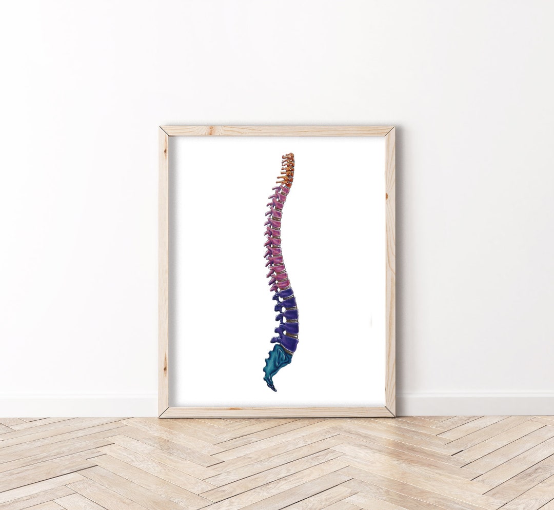 Spinal Drawing Color Color Coordinated Spinal Section Spine - Biocreativearts - Art Prints ...