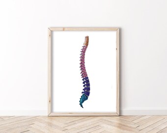Sección de la columna vertebral con colores coordinados - BioCreativeArts - Láminas artísticas para fisioterapeutas, quiroprácticos, médicos y profesionales de la salud
