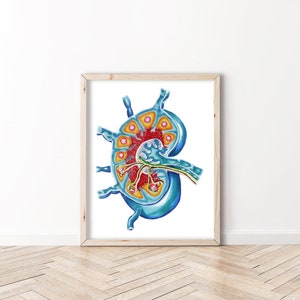 May include: A detailed anatomical illustration of a kidney, showing the internal structure in a cross-section. The kidney is depicted in shades of blue, with the nephrons highlighted in yellow and red.