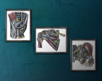 Juego de láminas de rodilla, hombro y cadera de la serie de biomecánica: láminas artísticas para kinesiólogos, fisioterapeutas, quiroprácticos y entrenadores.