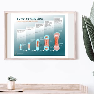 Bone Formation Poster - BioCreative Arts - Art Print/Infographic for Students, Doctors, Nurses, Educators, & Healthcare Professionals