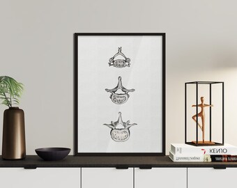 Colección Vértebras - BioCreativeArts - Láminas artísticas para fisioterapeutas, quiroprácticos, entrenadores, médicos, enfermeros y profesionales sanitarios
