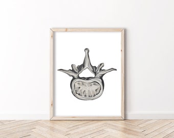 Vértebras lumbares - BioCreativeArts - Láminas artísticas para quiroprácticos, fisioterapeutas, entrenadores personales, antropólogos y profesionales de la salud