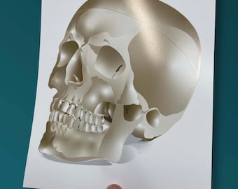 Cráneo ilustrado digitalmente - BioCreativeArts - Láminas artísticas para antropólogos, médicos, enfermeras y otros profesionales de la salud