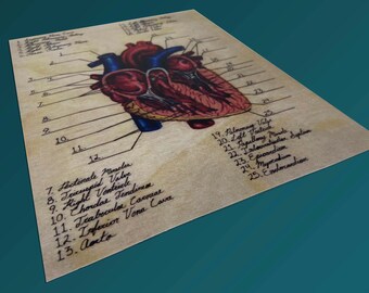 Diagrama de corte coronal del corazón - BioCreativeArts - Láminas artísticas para cardiólogos, fisiólogos del ejercicio, médicos, enfermeros y profesionales de la salud