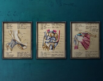 Colección completa de impresiones de cadera, rodilla y hombro - BioCreativeArts - Impresiones artísticas para ortopedia, fisioterapeutas, quiroprácticos y entrenadores