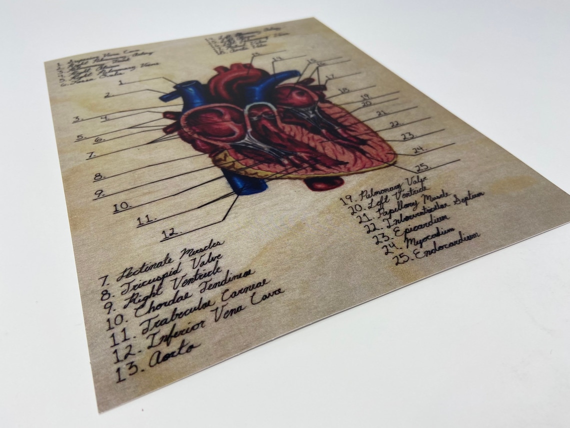 Coronal Cut of the Heart Diagram - Biocreativearts - Art Prints for ...
