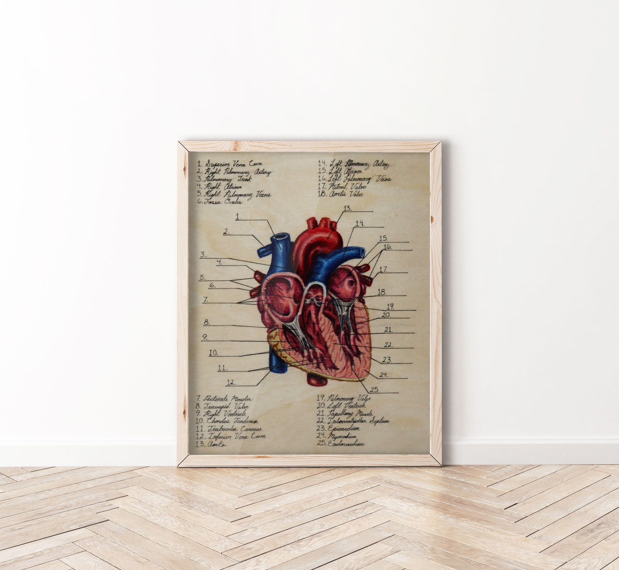Coronal Cut of the Heart Diagram - Biocreativearts - Art Prints for ...