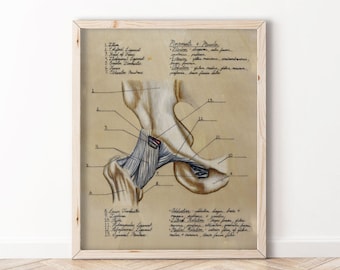 Anatomía de la cadera: diagrama dibujado en madera - BioCreativeArts - Láminas artísticas para médicos, enfermeras, fisioterapeutas, entrenadores y quiroprácticos