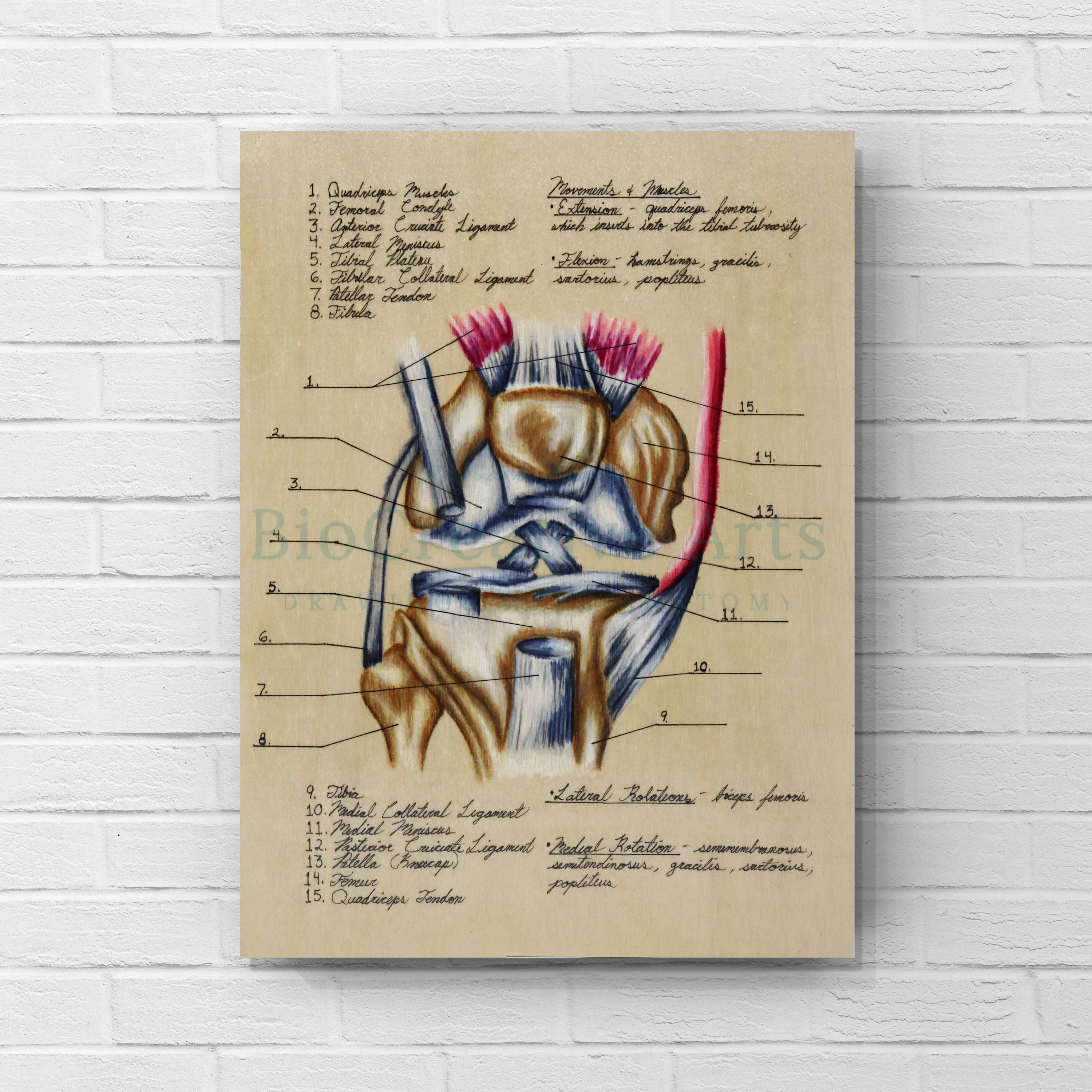 Anatomy Diagram of the Knee | Etsy