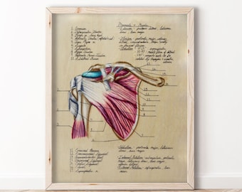 Diagrama de la anatomía del hombro - BioCreativeArts - Láminas artísticas para médicos, enfermeras, entrenadores, fisioterapeutas y quiroprácticos