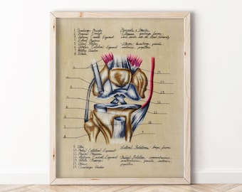Diagrama de la anatomía de la rodilla - BioCreativeArts - Láminas artísticas para fisioterapeutas, quiroprácticos, médicos, enfermeros y entrenadores personales