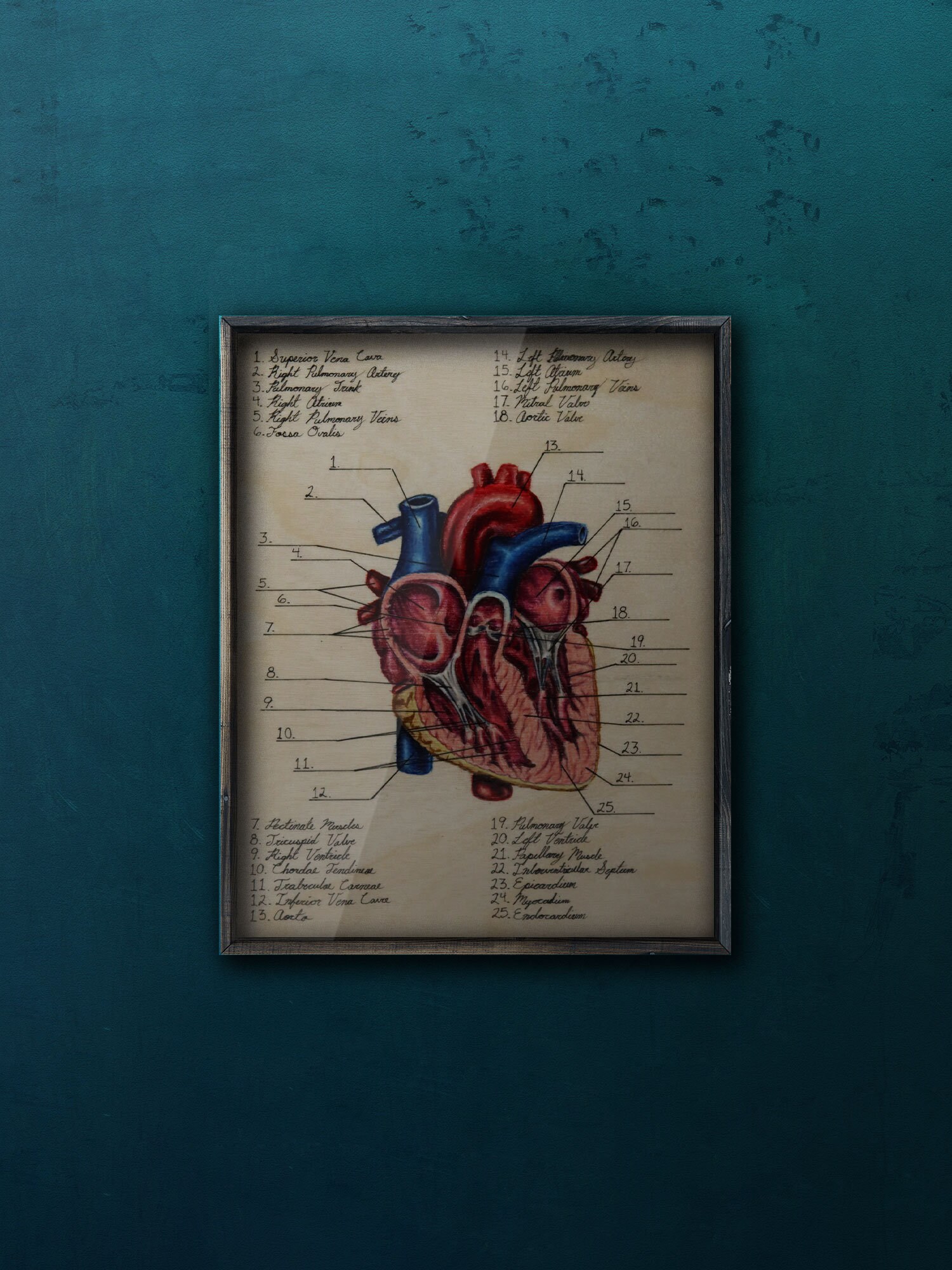 Coronal Cut of the Heart Diagram - Biocreativearts - Art Prints for ...