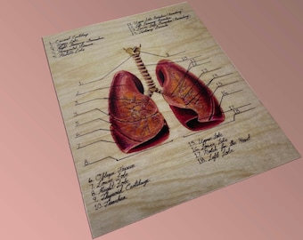 Diagrama de la anatomía pulmonar - BioCreativeArts - Láminas artísticas para cardiólogos, fisiólogos del ejercicio, médicos, enfermeros y profesionales de la salud