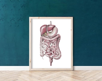 Sistema digestivo - BioCreativeArts - Láminas artísticas para gastroenterólogos, médicos, enfermeros y otros profesionales sanitarios.